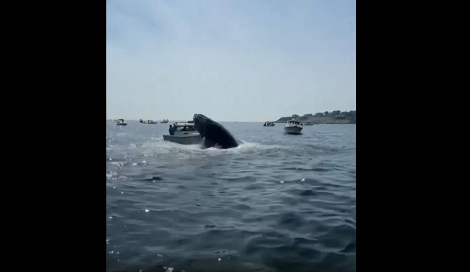 Guarda costeira norueguesa salva baleia presa a cordas no Mar de