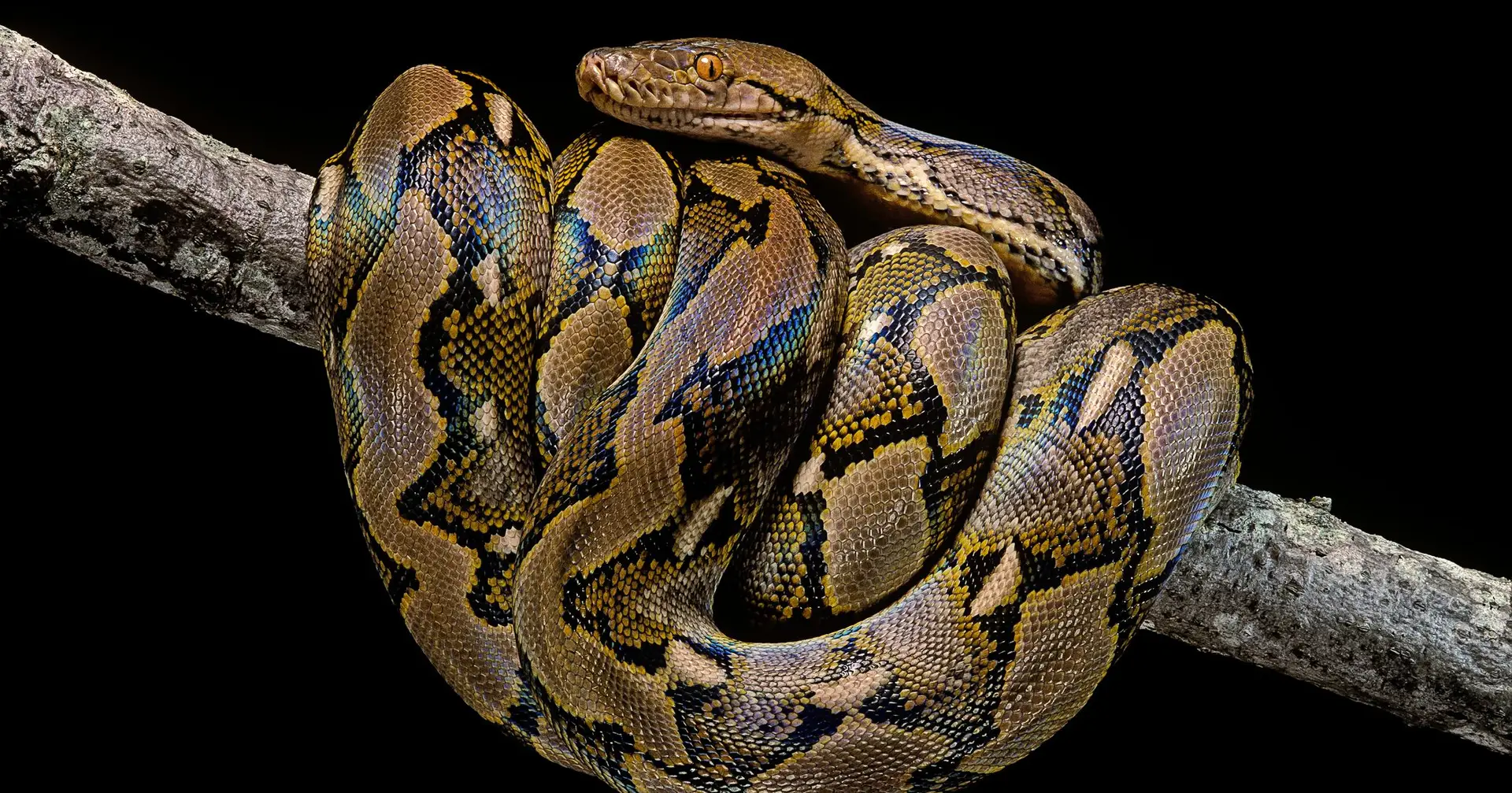 Turista alemão morre após ser atacado por cobra durante espetáculo no Egito