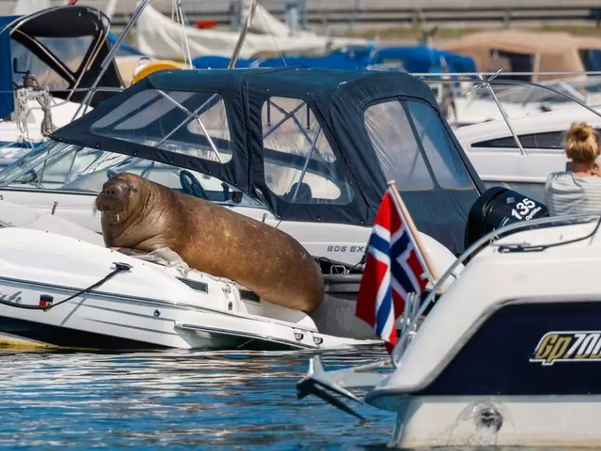 Guarda costeira norueguesa salva baleia presa a cordas no Mar de