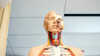 Portugal regista 3 mil novos casos, por ano, de cancro da cabeça e pescoço