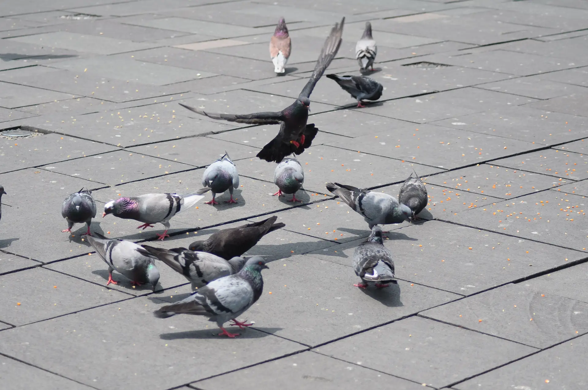 Câmara do Funchal averigua morte de pombos na cidade