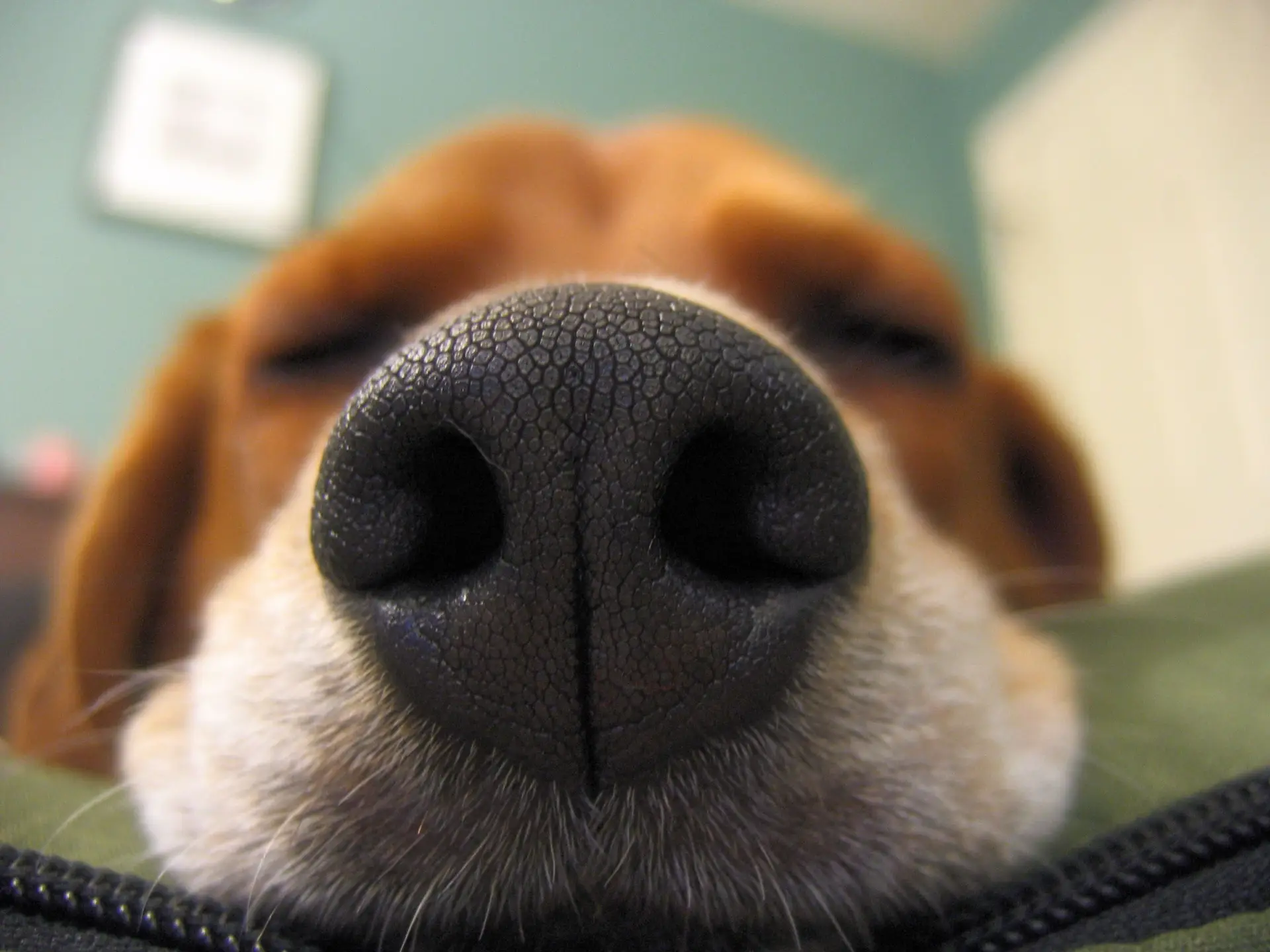 Cães podem "ver" com o nariz, sugere estudo