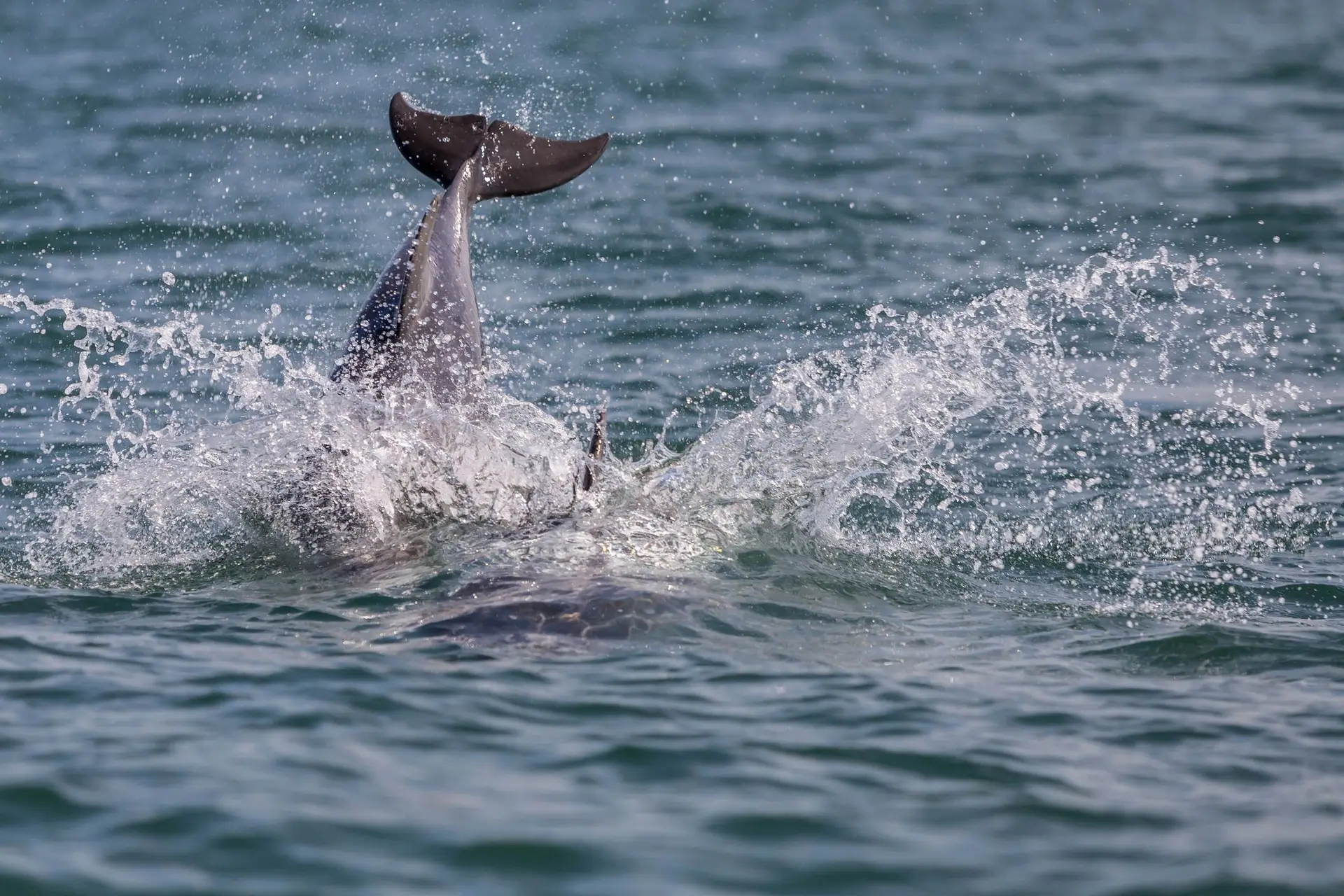 Velejador e turistas assistem a momento único no Tejo: o nascimento de um golfinho