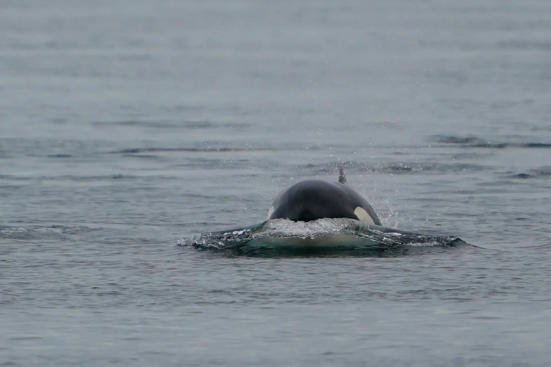 MORREU a BALEIA BELUGA encontrada no RIO SENA 