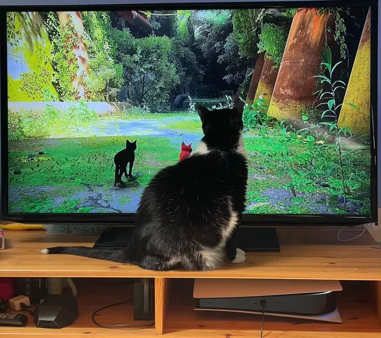 O videojogo para humanos que se tornou um fenómeno entre os gatos