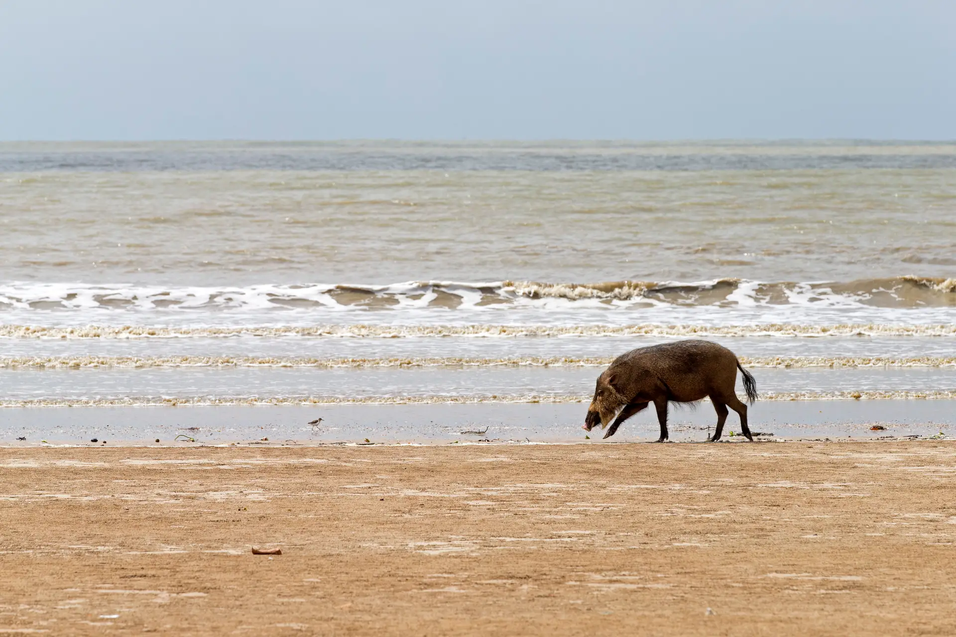 Javali selvagem ataca menina de 10 anos numa praia em Espanha