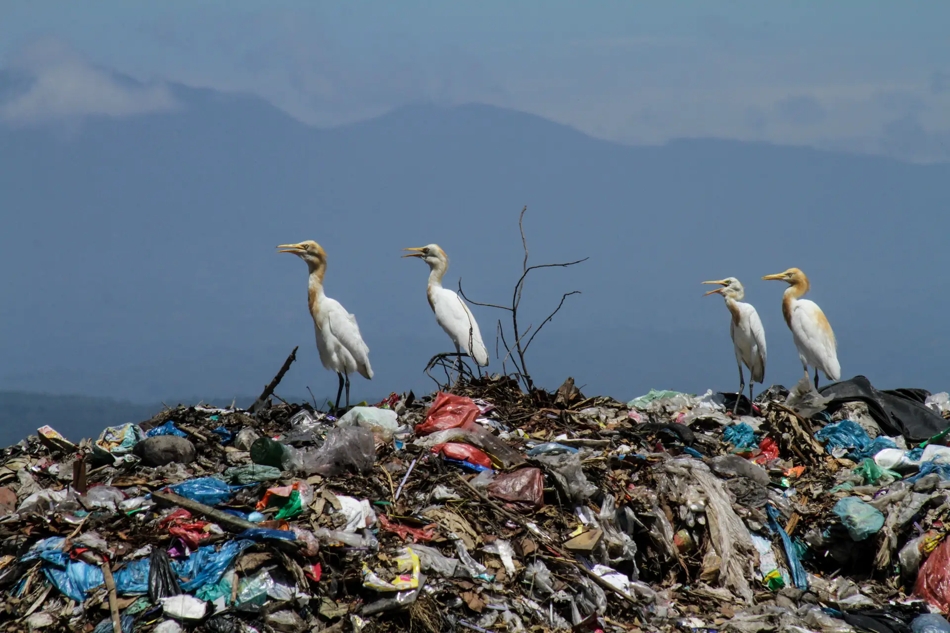 Projeto online pretende mostrar como o lixo humano está a afetar milhões de aves por todo o mundo