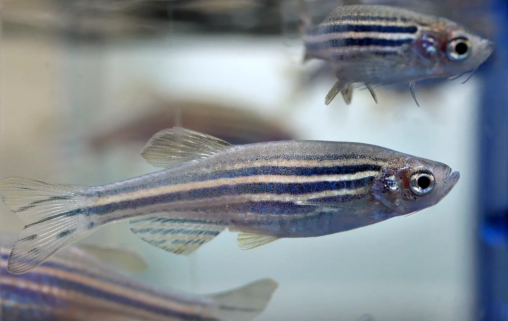 Peixe-zebra consegue curar o próprio coração