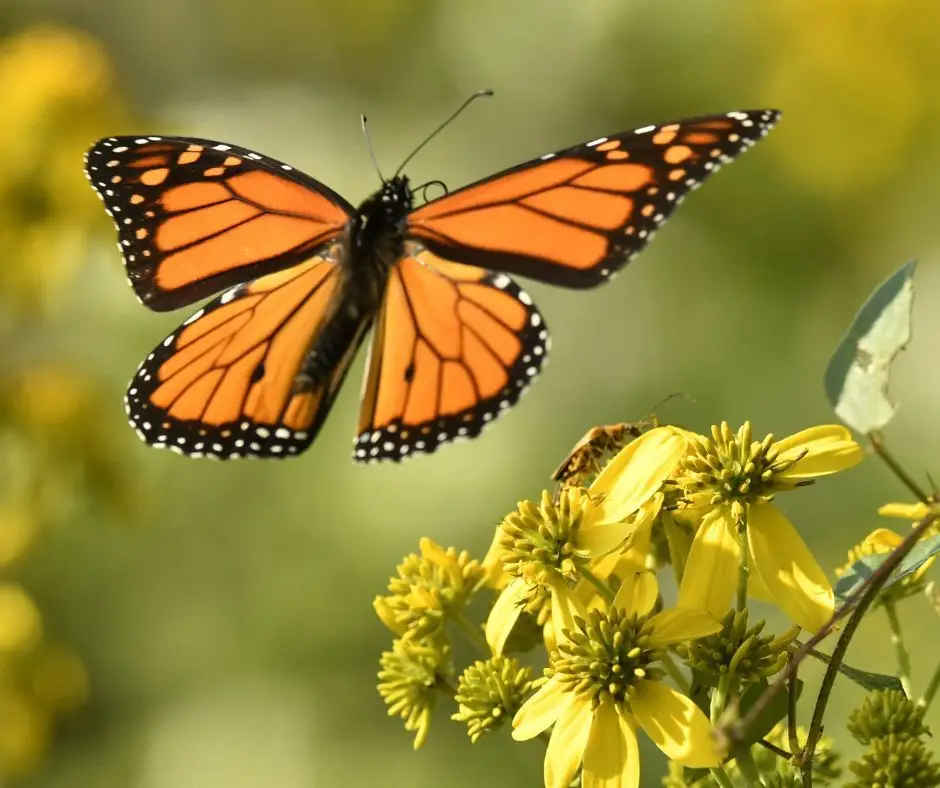 A borboleta-monarca migratória entrou para a lista vermelha da União Internacional para a Conservação da Natureza (Canva)