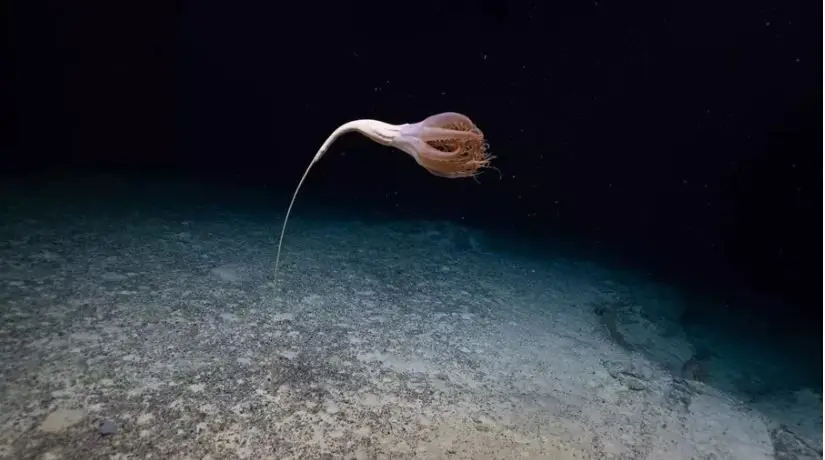 Estranha criatura marinha descoberta no Hawai