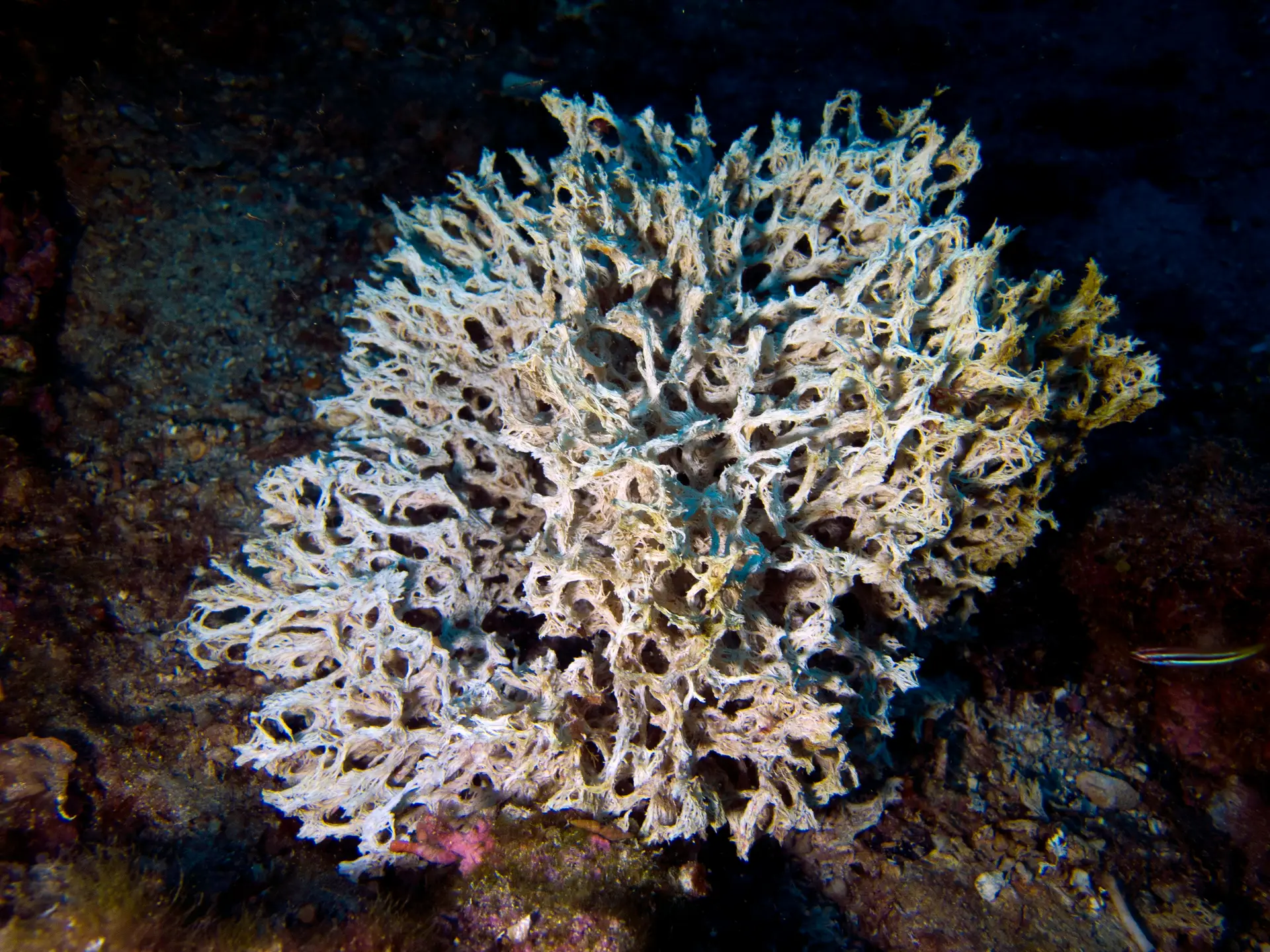 Guarda costeira norueguesa salva baleia presa a cordas no Mar de