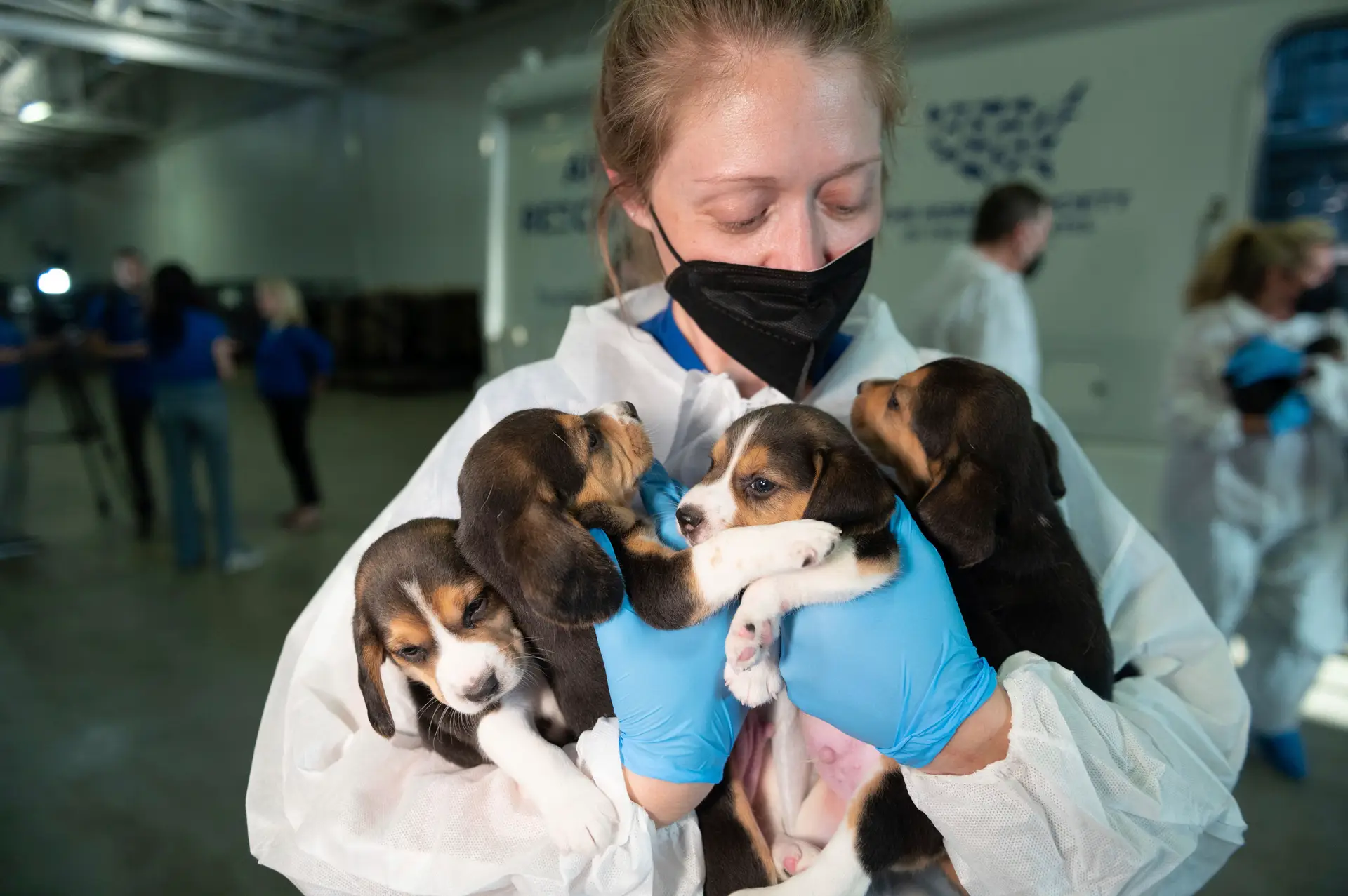 Resgatados de uma vida de maus-tratos, há 4.000 beagles à procura de uma casa