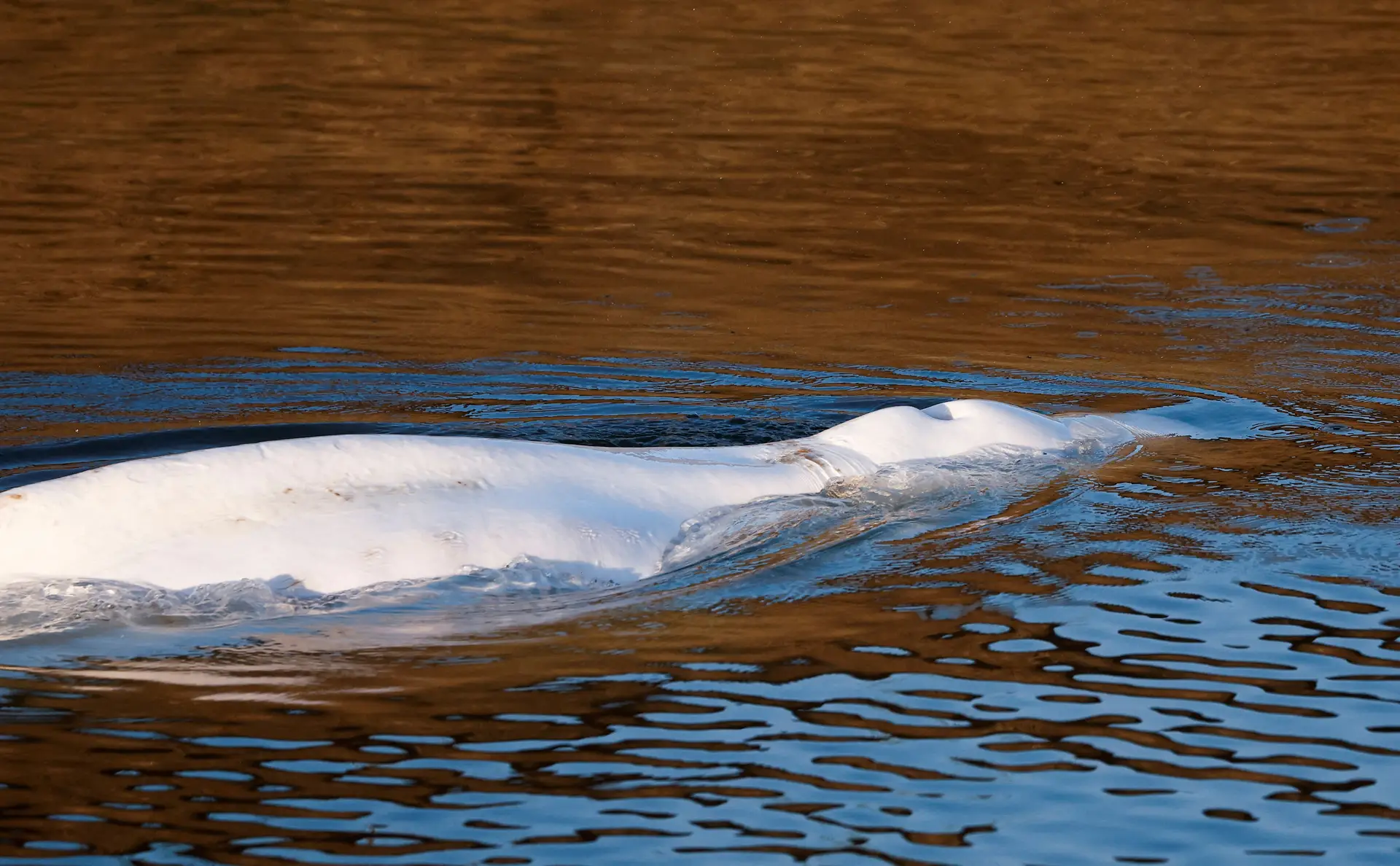 MORREU a BALEIA BELUGA encontrada no RIO SENA 