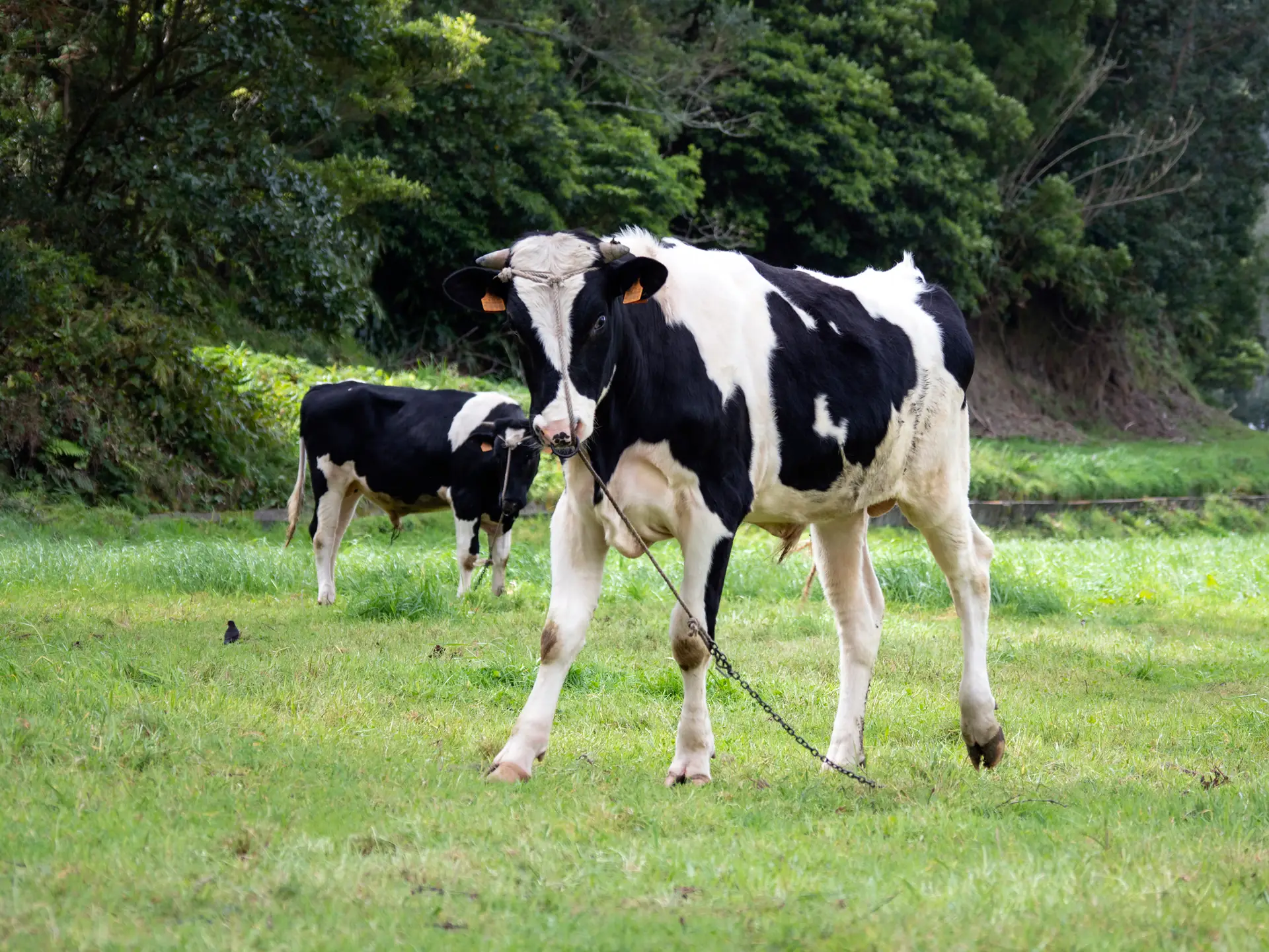 Cães vadios matam bovinos na ilha de São Miguel nos Açores