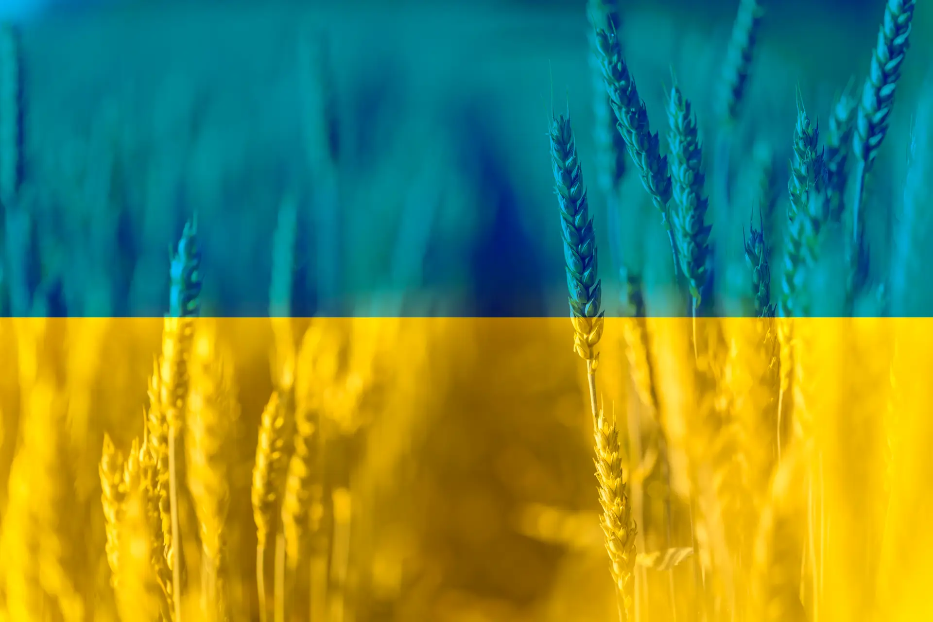 França aposta em rota de cereais ucranianos através da Roménia e Polónia