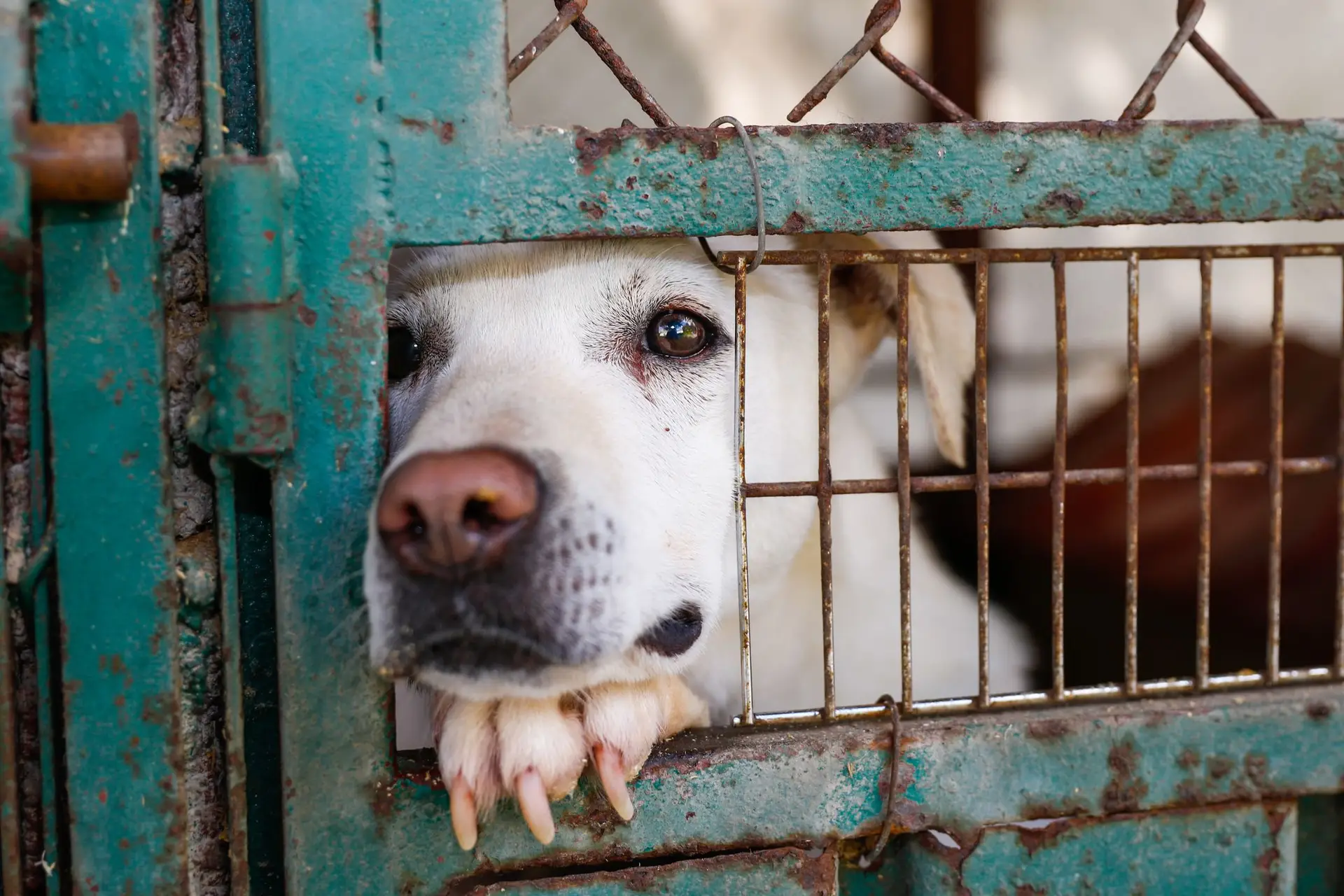 Abandono animal é "uma situação muito problemática" que se agravou durante a pandemia