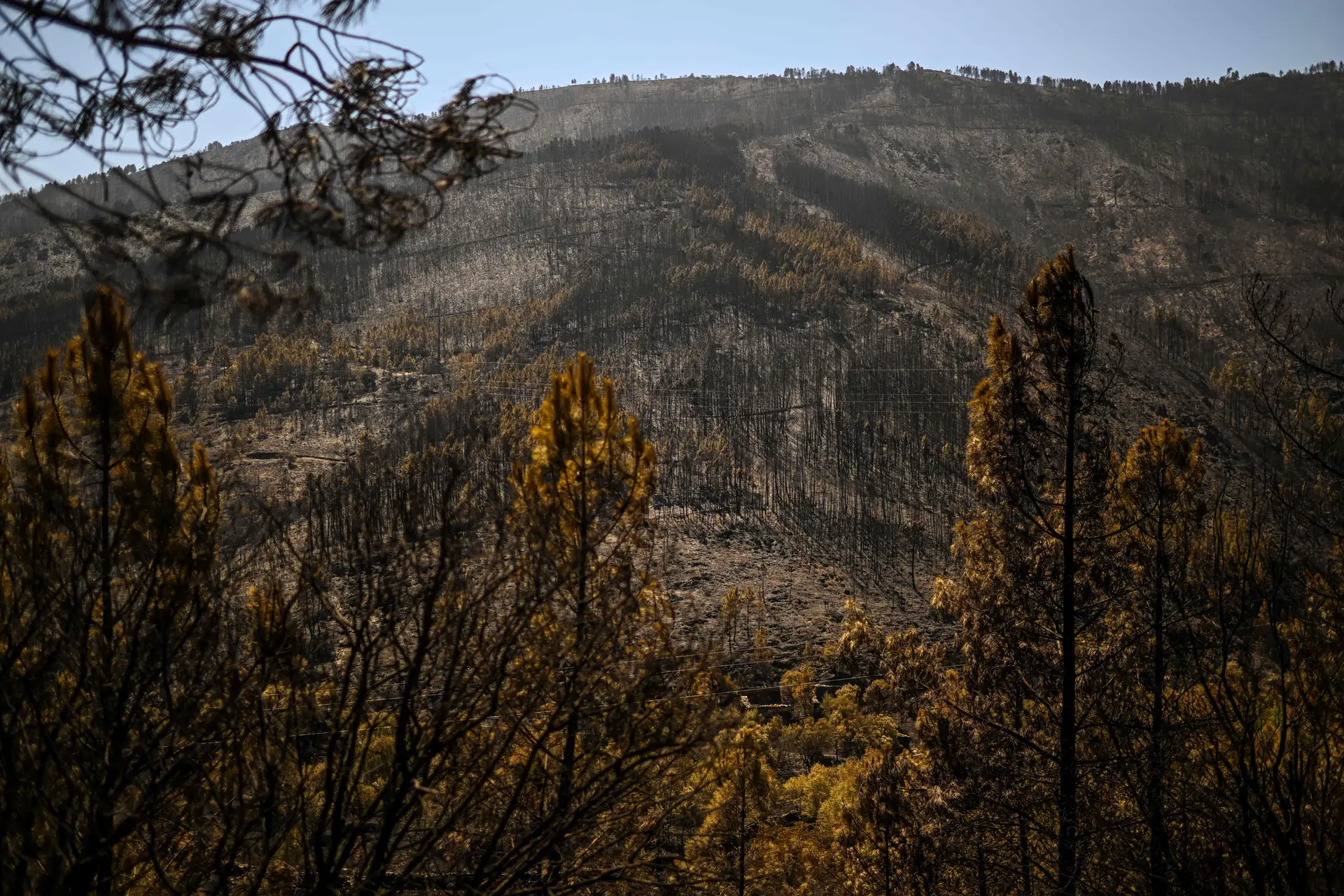 Incêndio na Serra da Estrela: "prioridade" é recuperar ecossistema do parque natural, diz ICNF