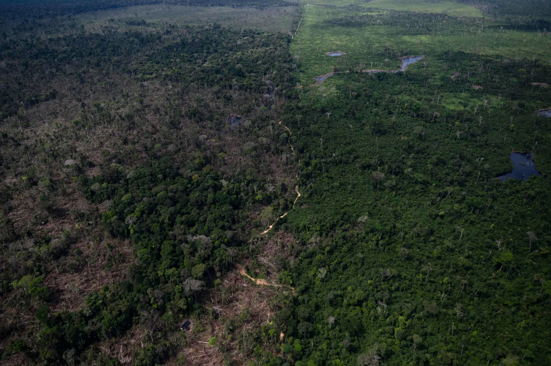 Floresta amazónica regista maior área devastada dos últimos 15 anos