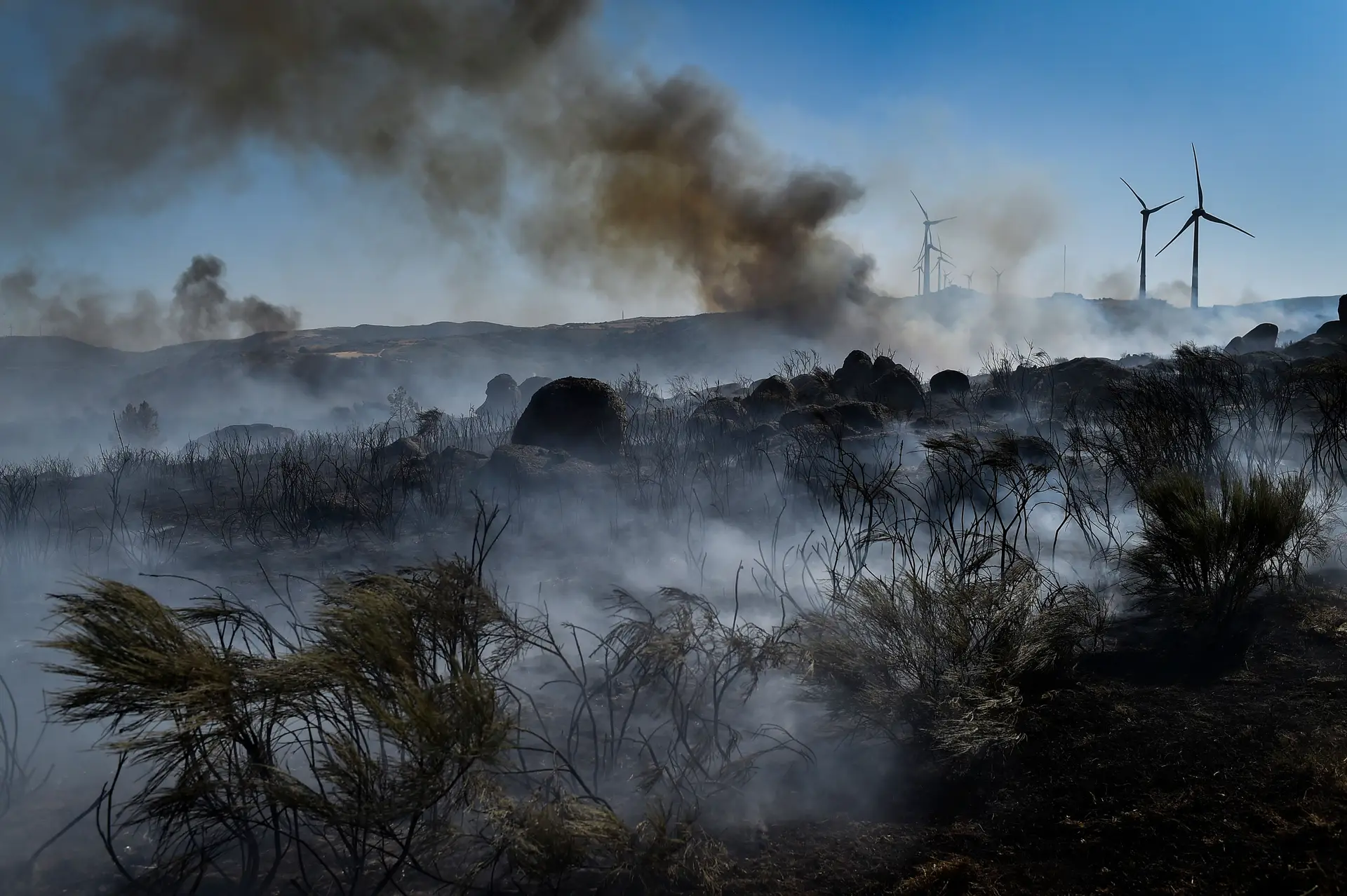 Após o fogo na Serra da Estrela, que medidas devem ser tomadas de imediato?