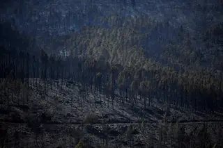 Incêndios: desde 2017 que não havia tantos hectares ardidos