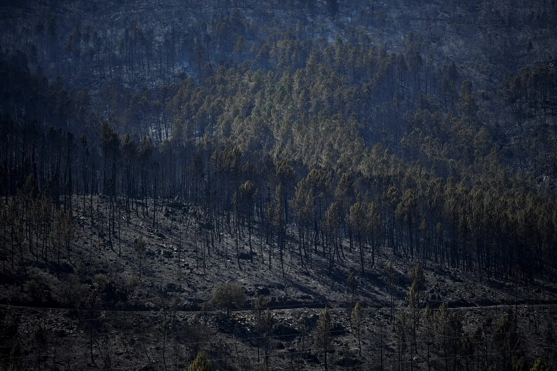 Incêndio na Serra da Estrela: levantamento dos danos e prejuízos foi antecipado