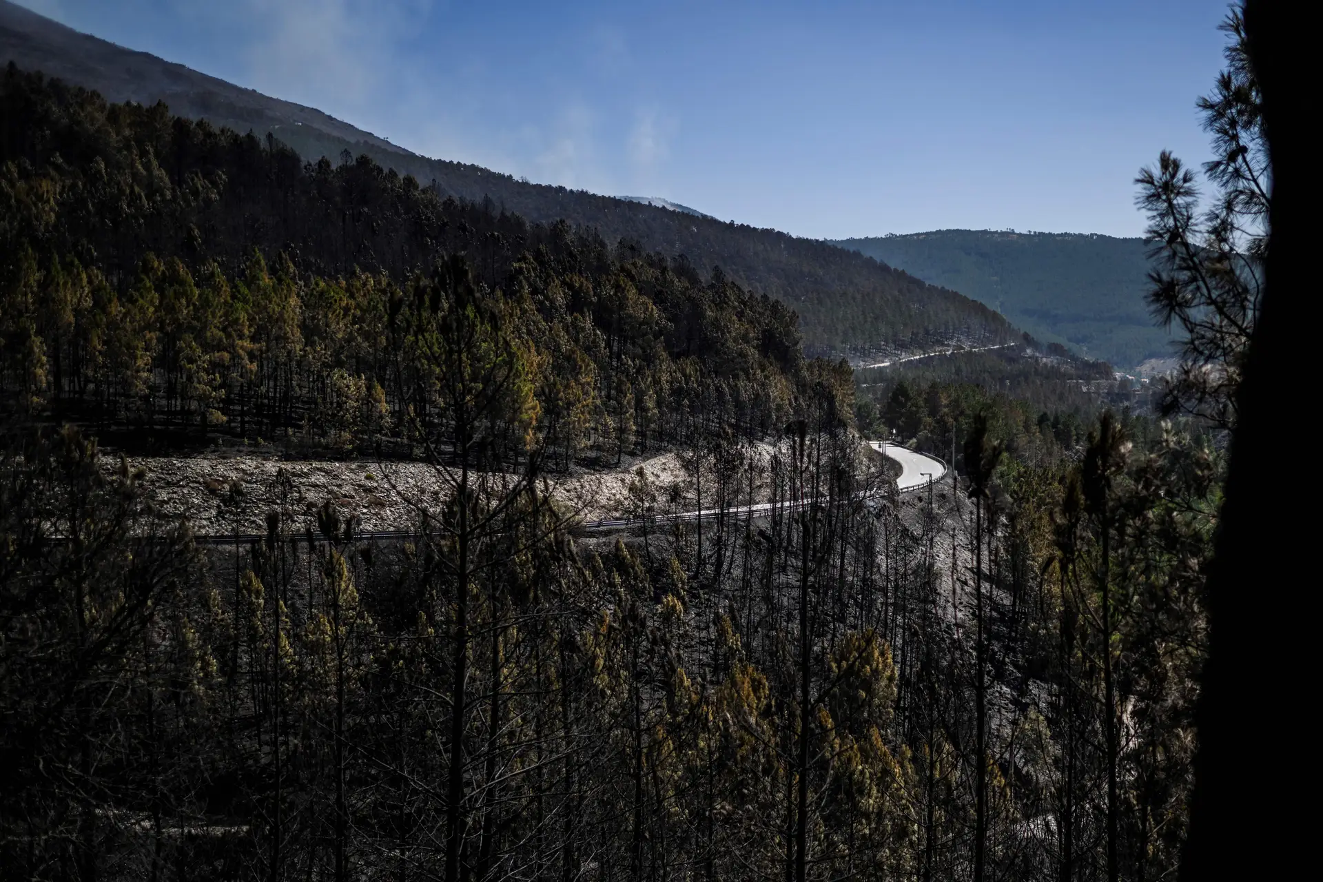 Incêndio na serra da Estrela: Governo e autarcas avaliam hoje prejuízos e apoios