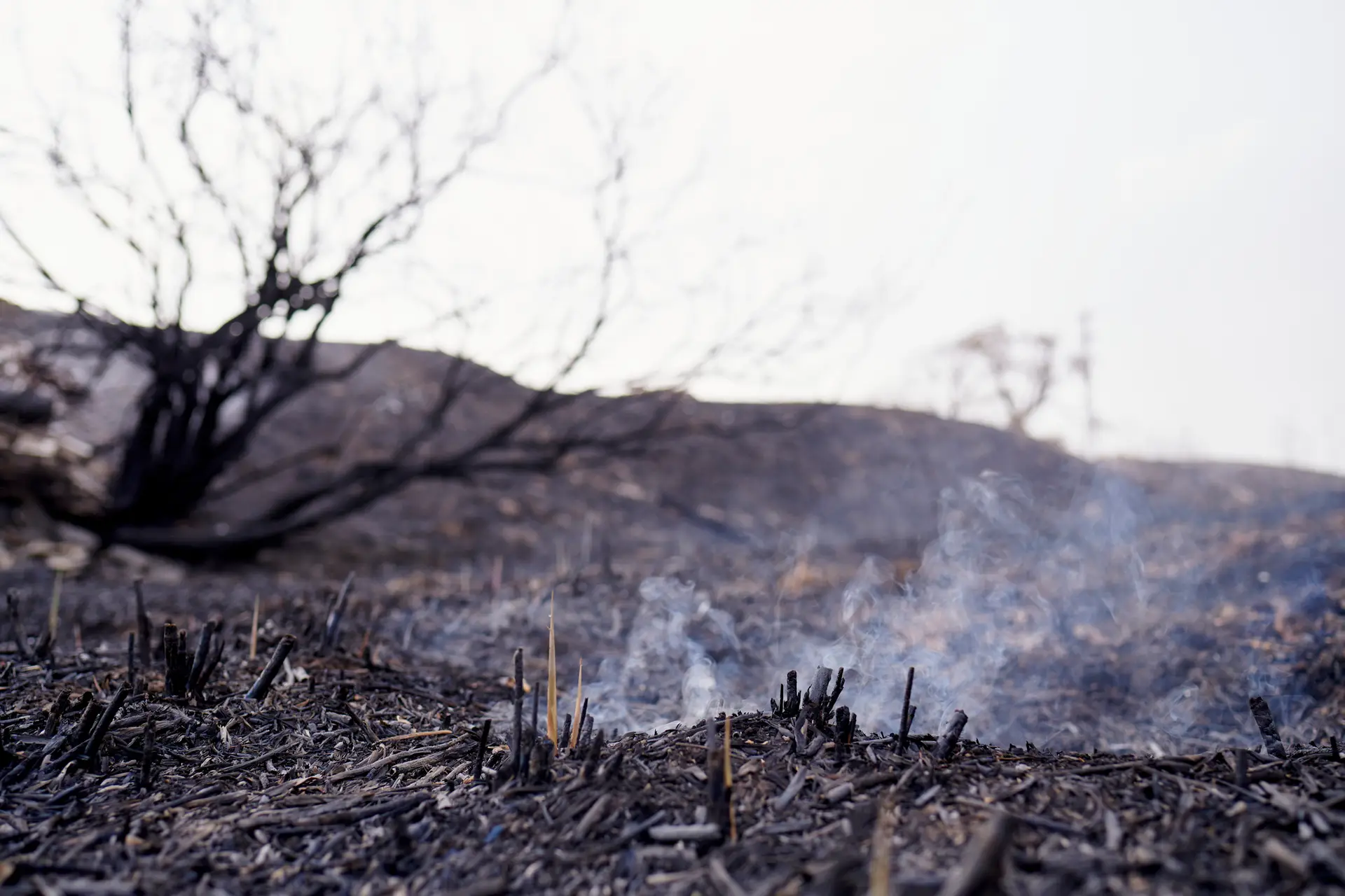 Fogos em Espanha: Governo declara "zona de catástrofe" 223 mil hectares queimados