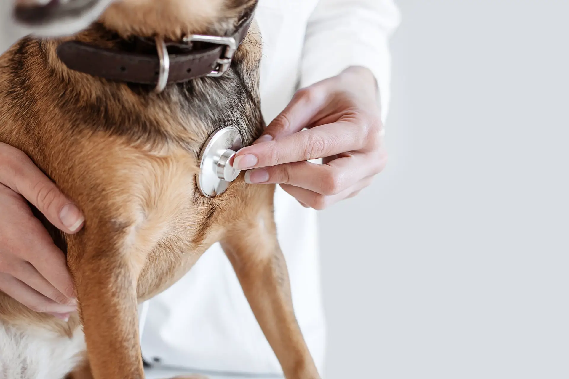 Veterinária suspensa de funções por alegada fraude com vacinas