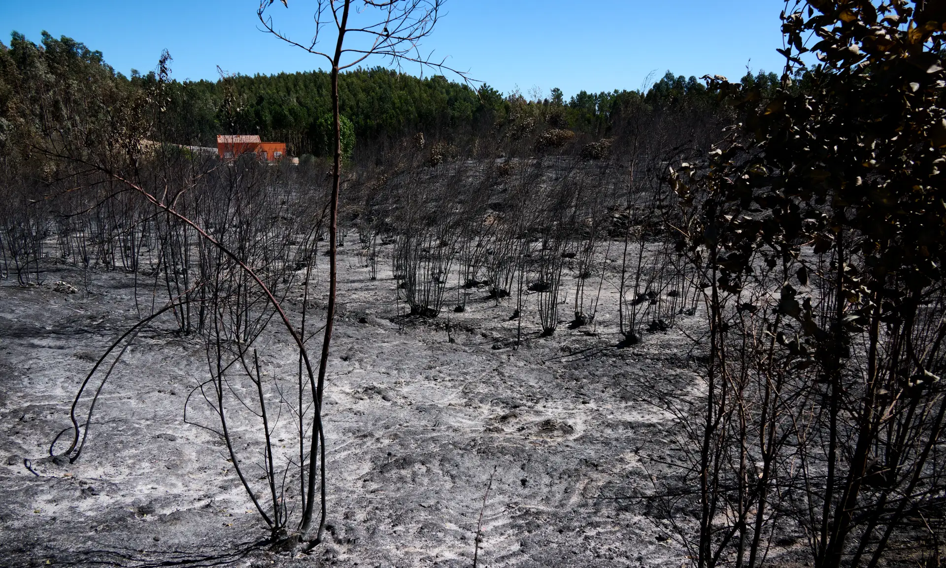 Área ardida em Portugal este ano já ultrapassa os 100 mil hectares