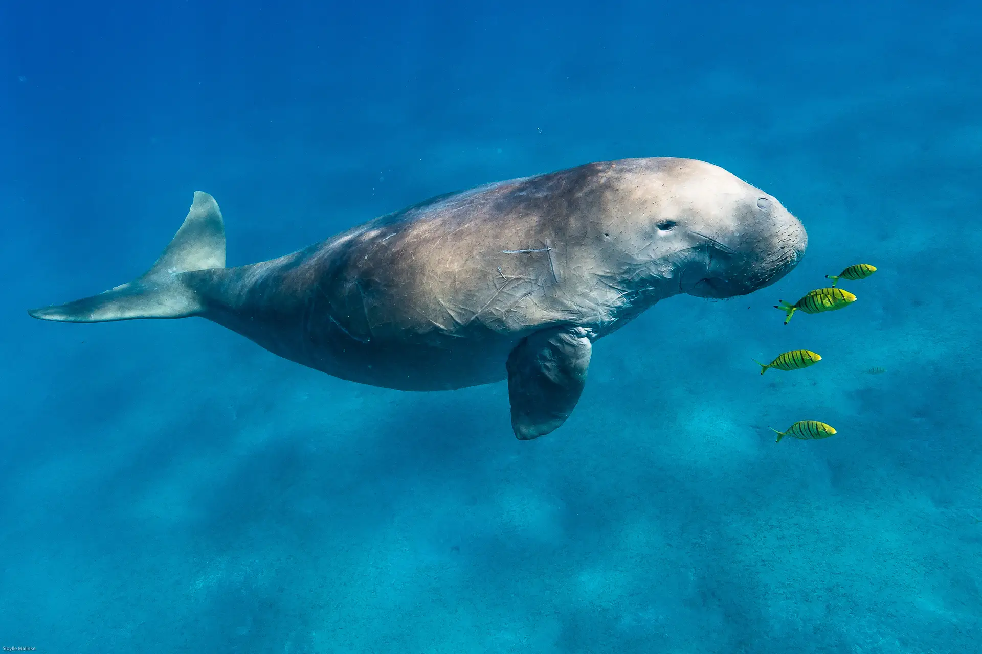"Perda devastadora": dugongo declarado extinto na China