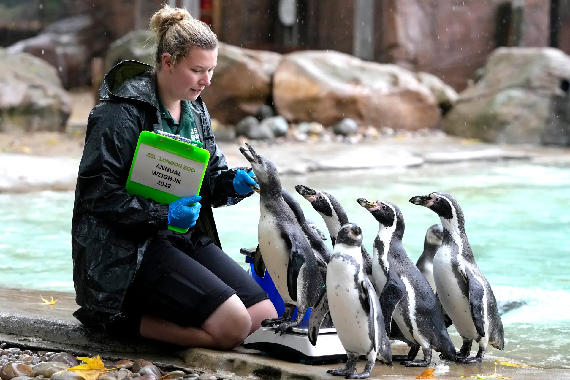 Imagens da famosa pesagem dos residentes no Zoo de Londres