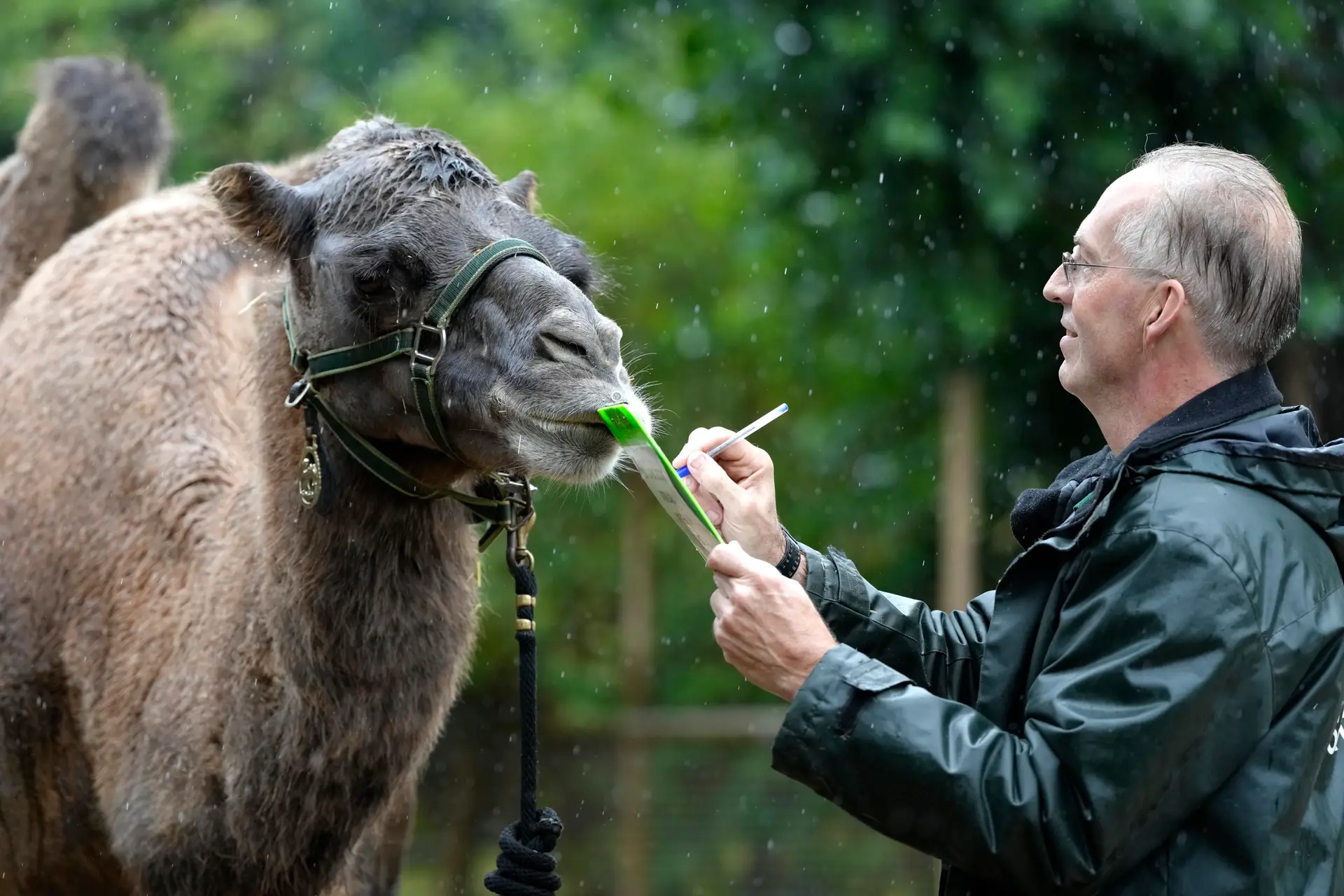 Imagens da famosa pesagem dos residentes no Zoo de Londres