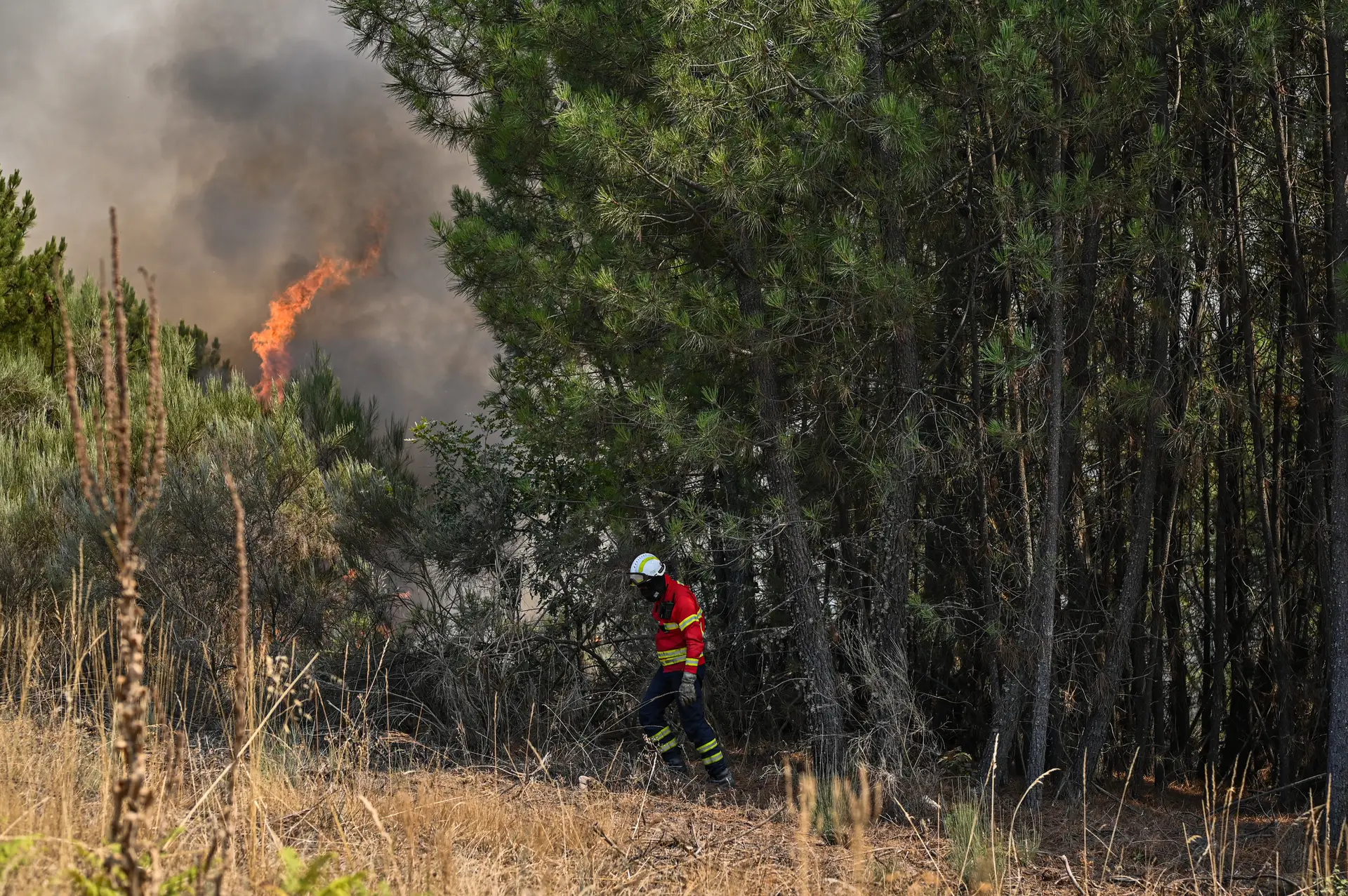 Cinco meios aéreos e quase 150 bombeiros dominam fogo em Nisa