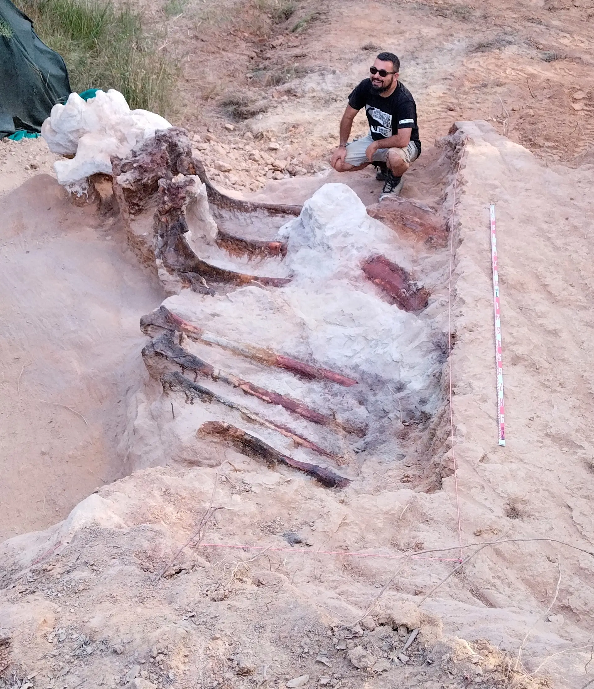 Esqueleto de dinossauro com cerca de 25 metros descoberto em Portugal