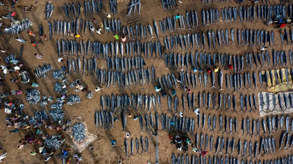 As mais aclamadas fotografias candidatas ao prémio Melhor Fotógrafo de Vida Selvagem do Ano