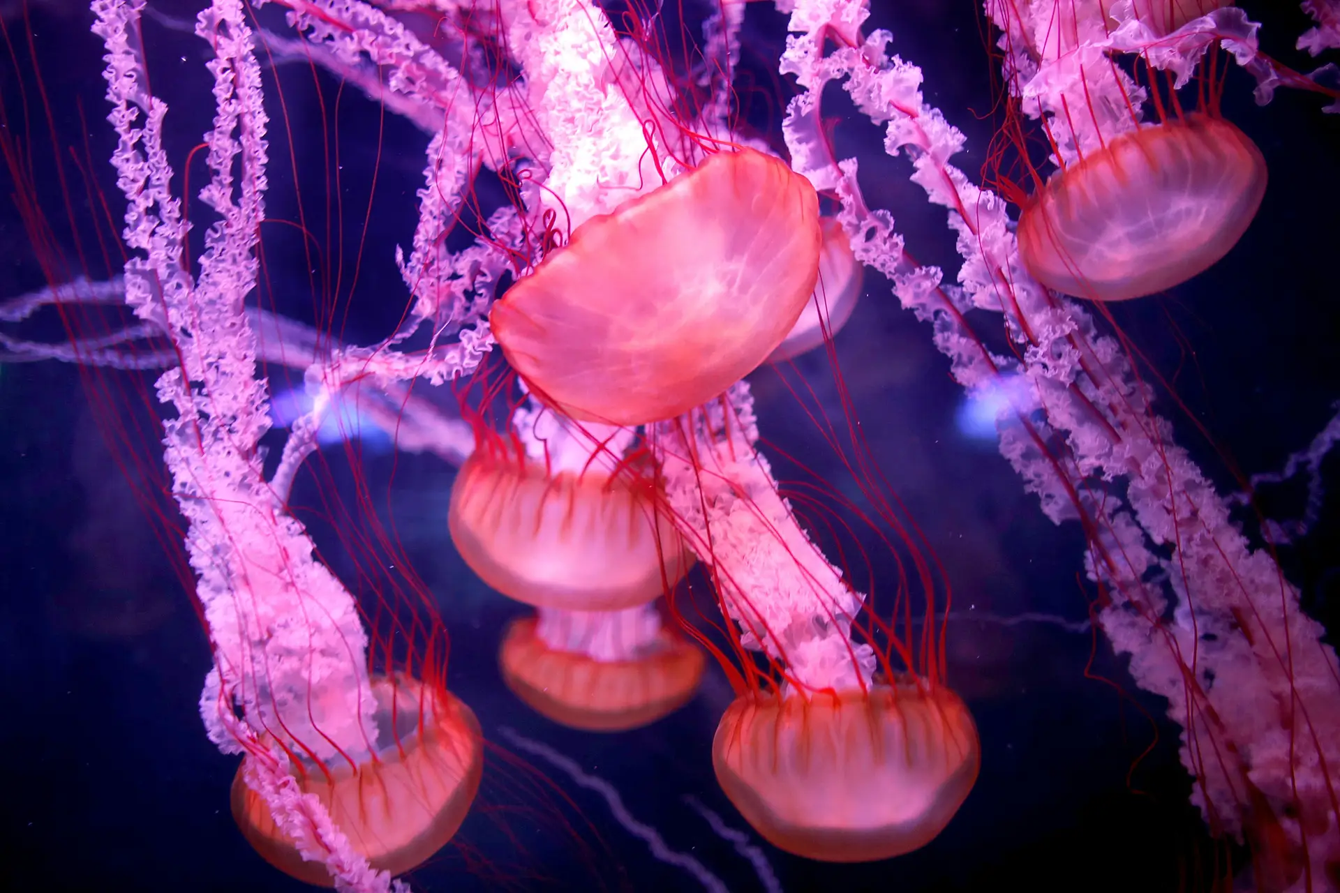Cientistas descobrem como a "medusa imortal" consegue rejuvenescer e atrasar a morte