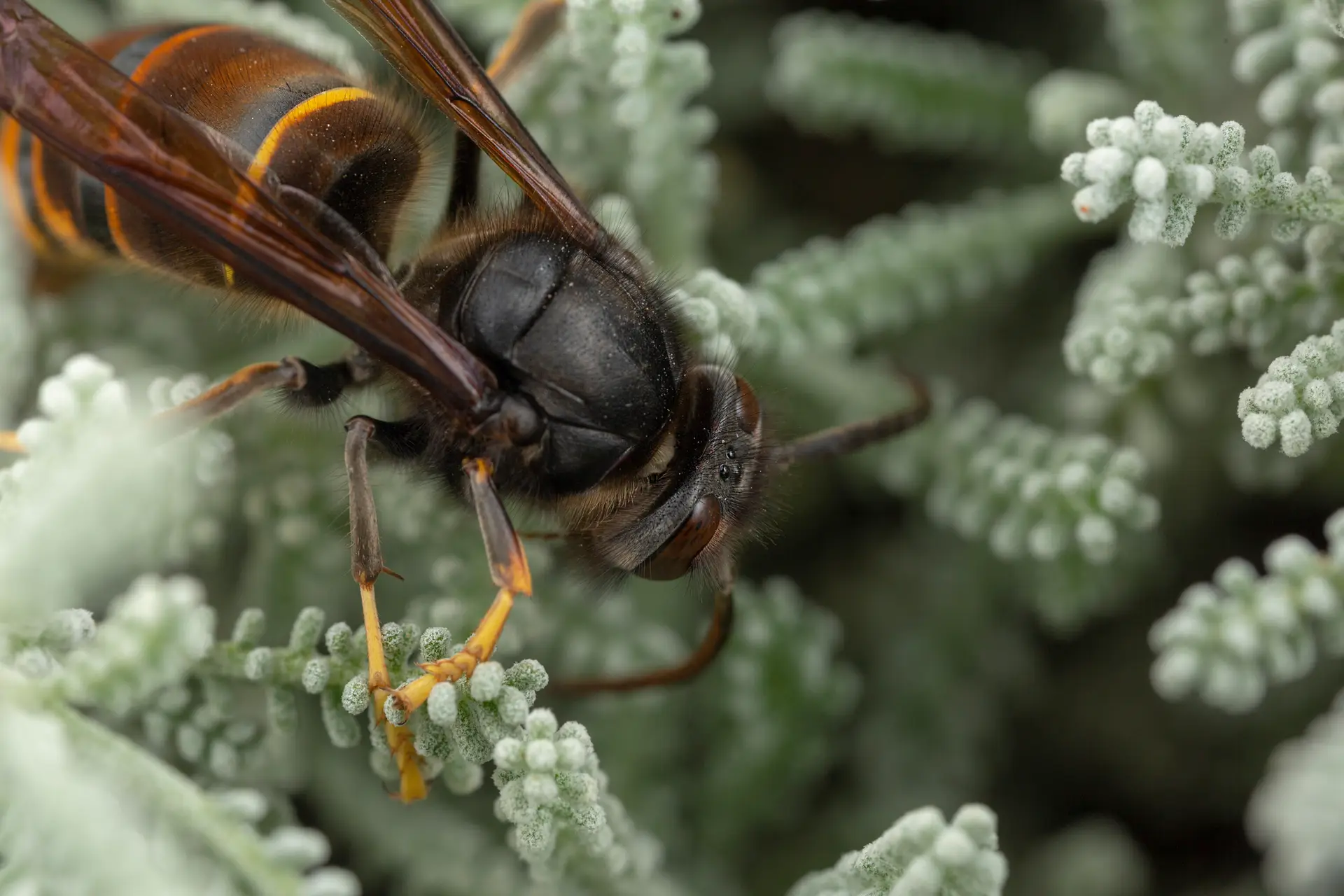 Municípios do Médio Tejo reforçam combate à vespa asiática com 15 mil armadilhas