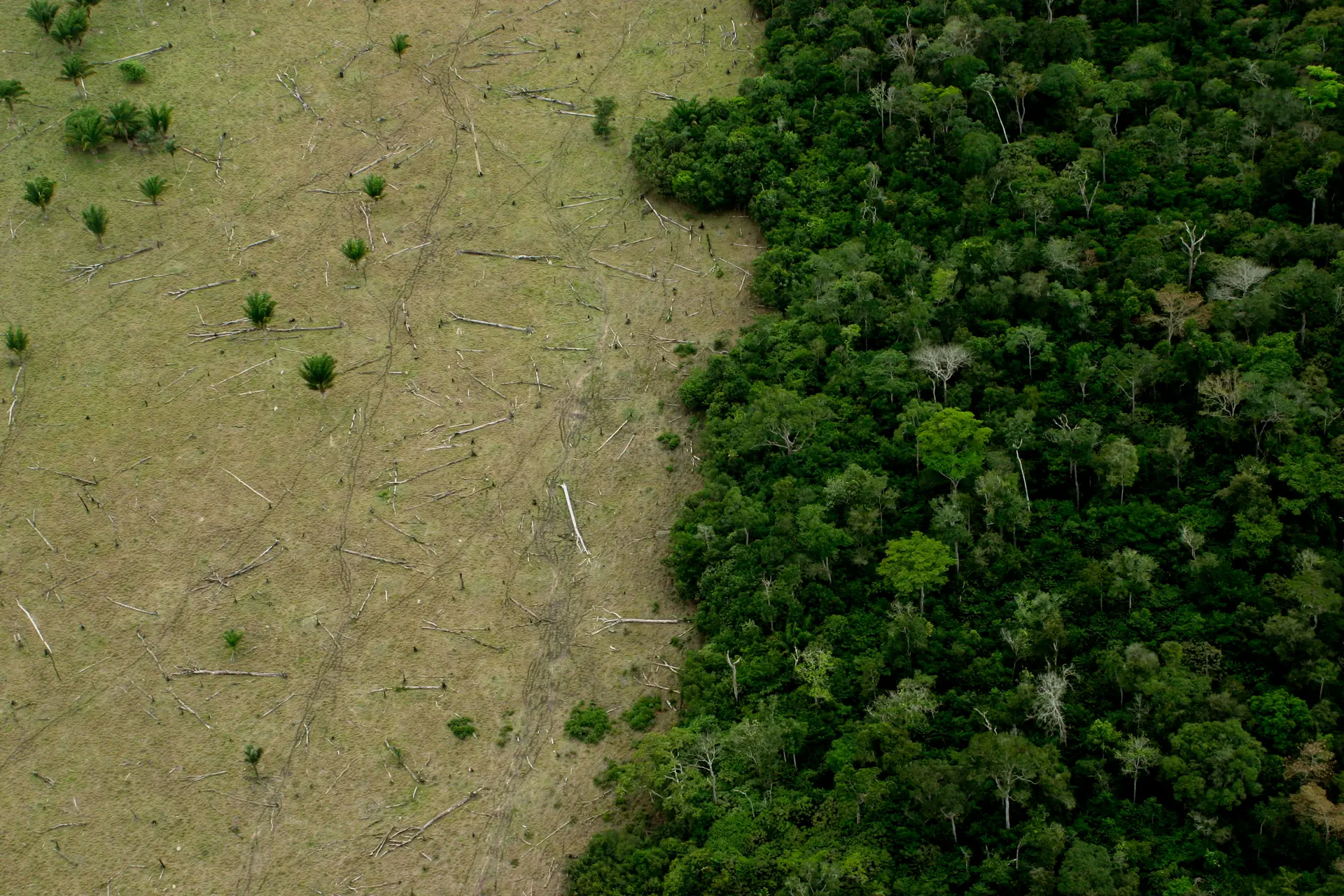 A desflorestação na Amazónia.