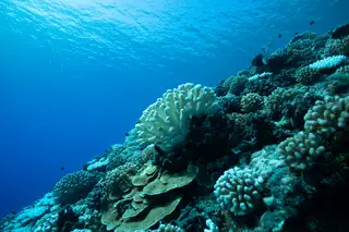 Corais estão a ser replantados nas ilhas Galápagos