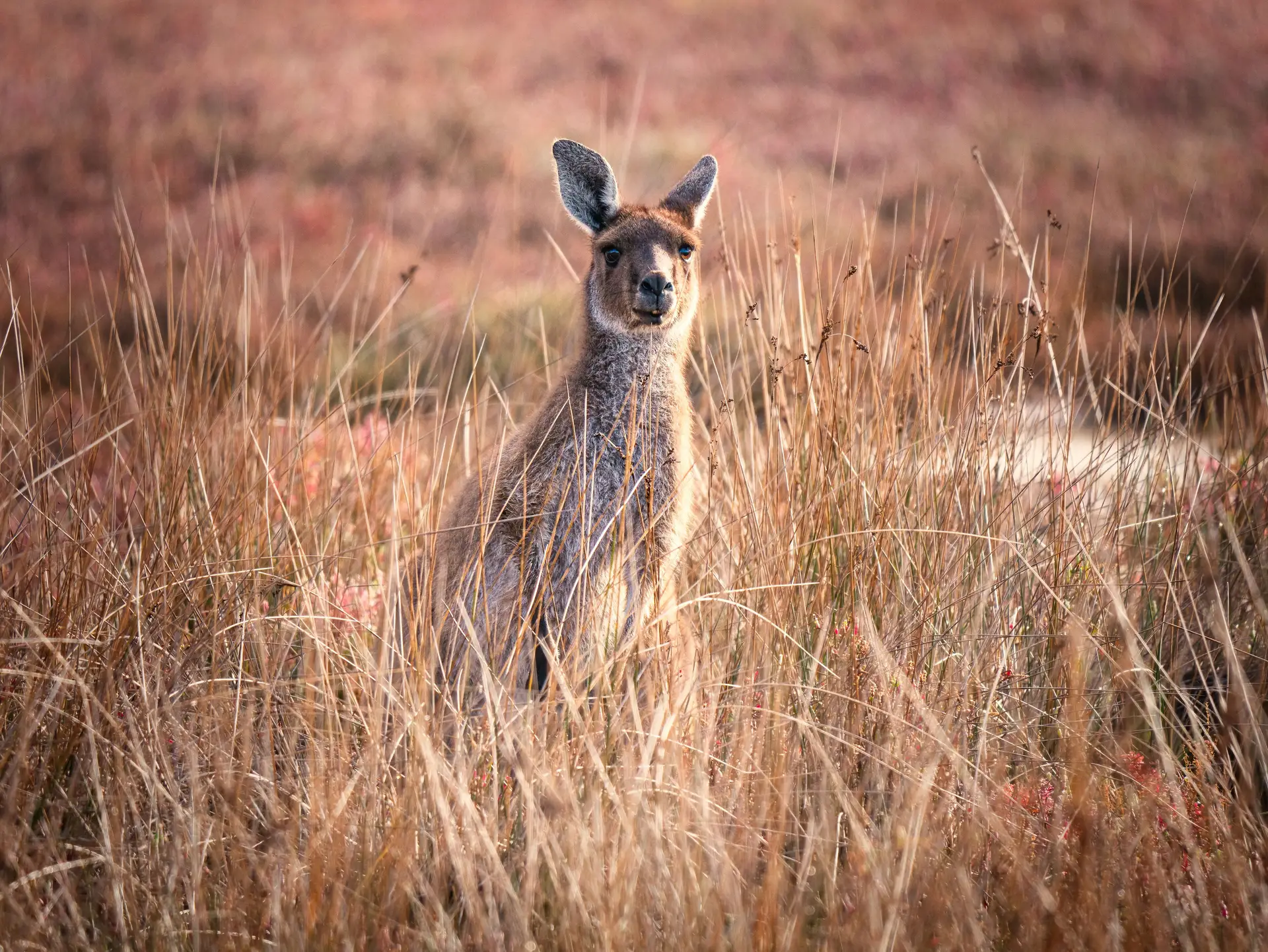 Canguru suspeito de matar homem que o mantinha como animal de estimação