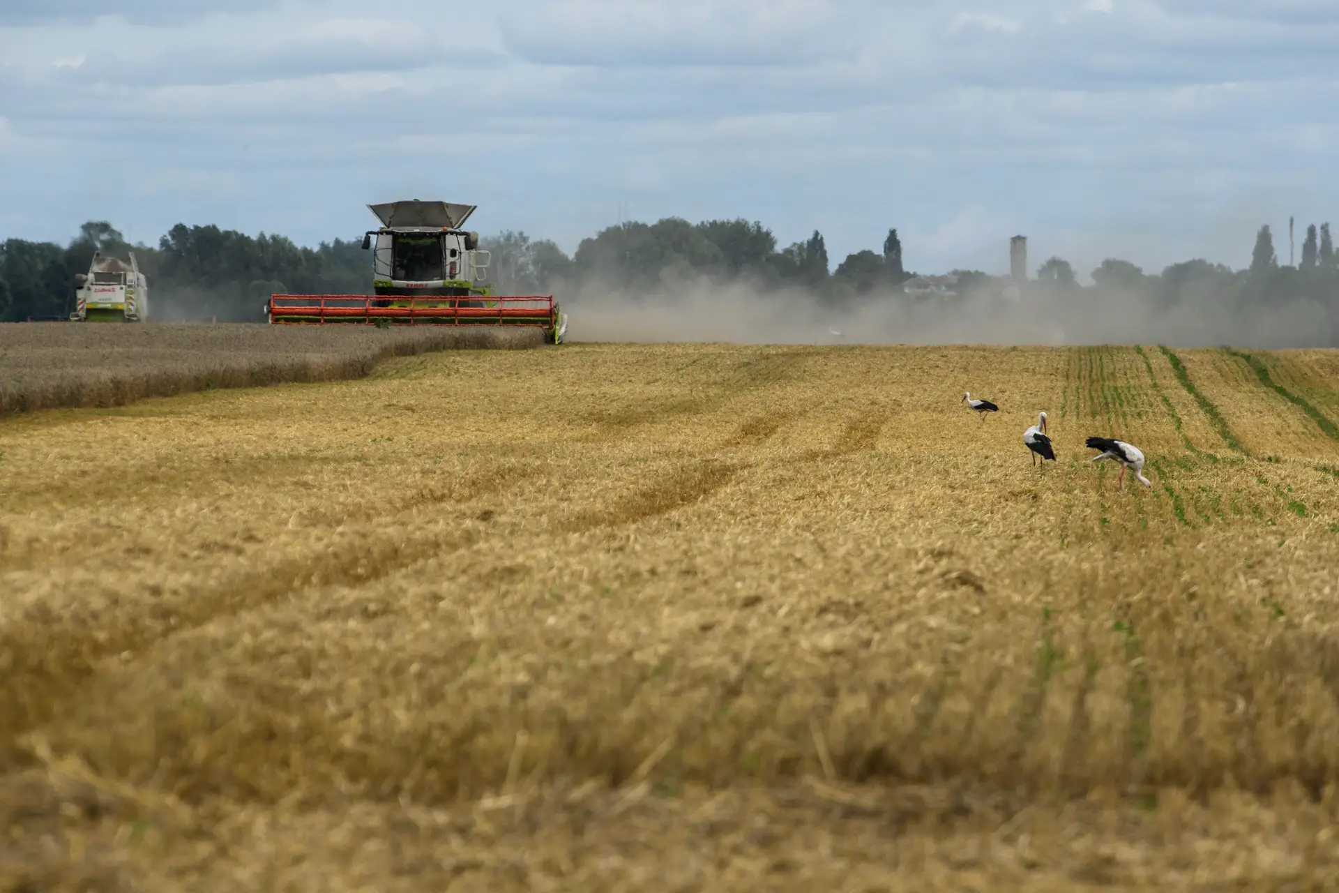 Ucrânia perdeu 15% da capacidade de armazenamento de cereais desde o início da guerra