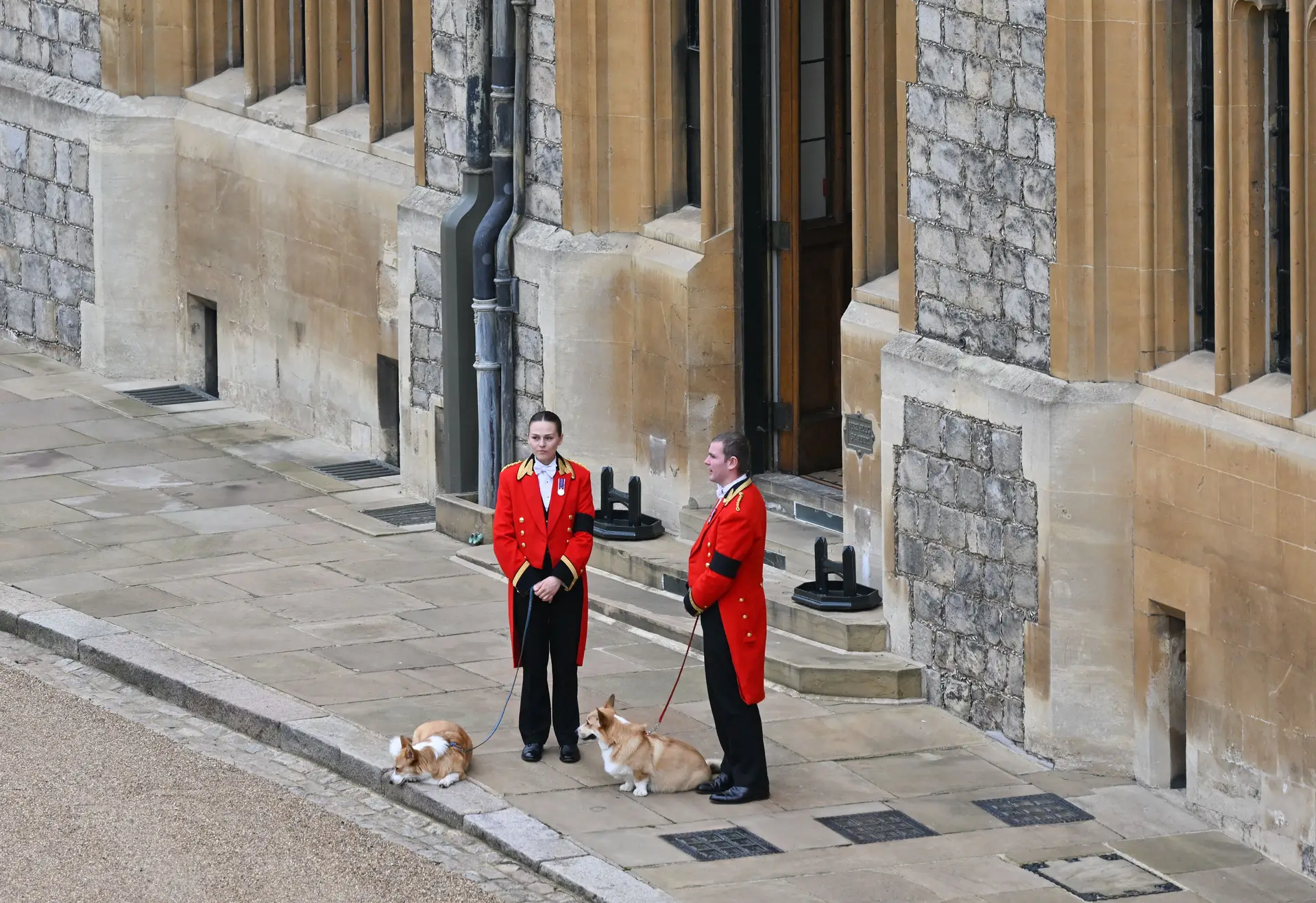 O último adeus dos amigos de quatro patas à Rainha Isabel II