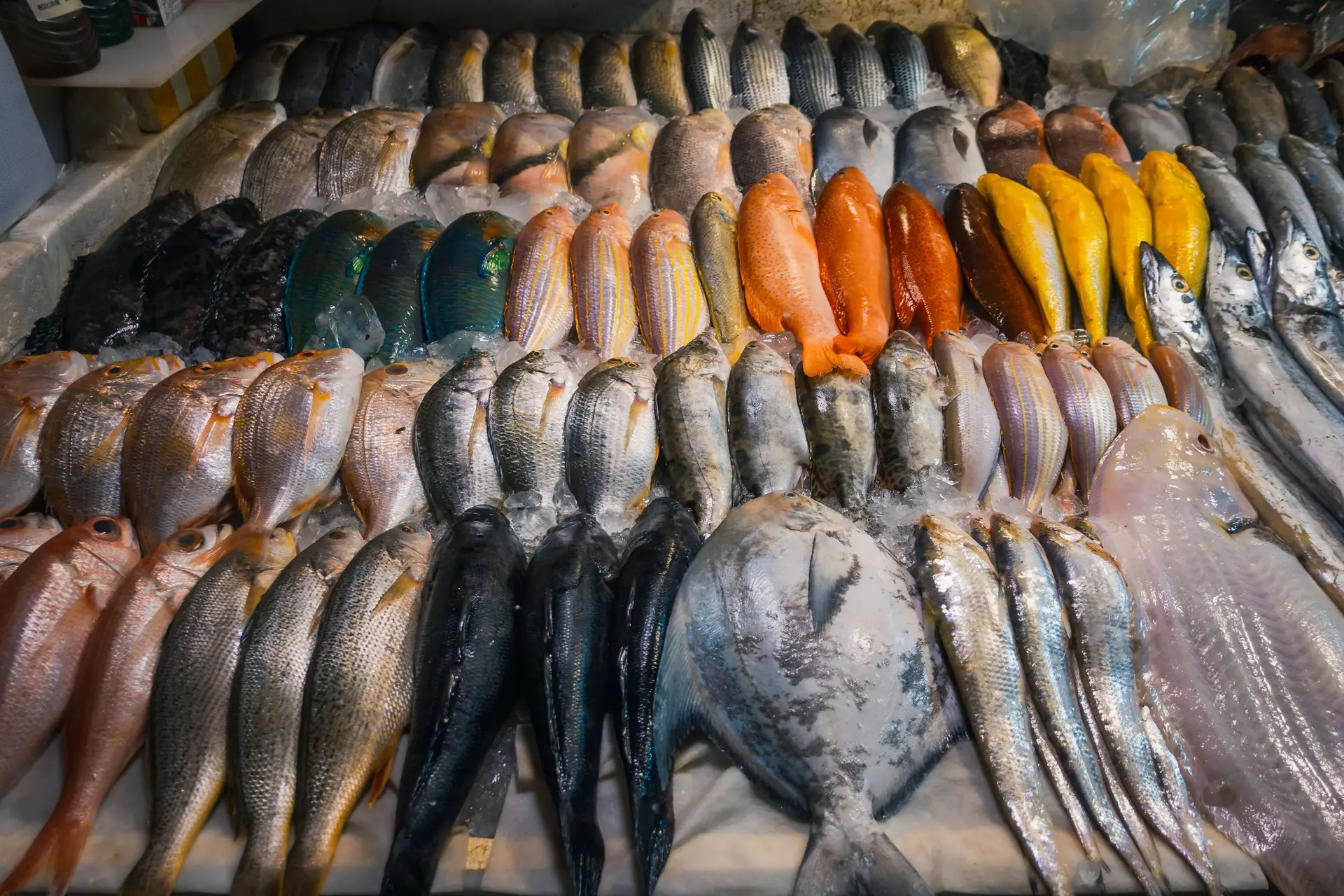 Portugueses comem demasiado peixe? Quercus diz que sim e quer reduzir consumo