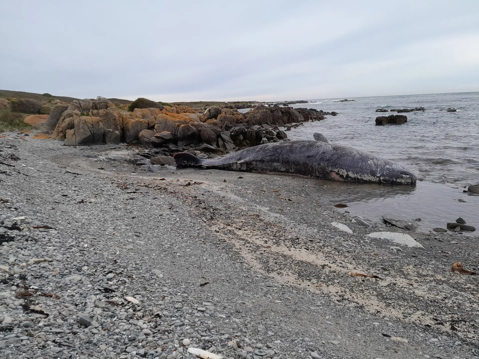 Grupo de jovens cachalotes encontrado morto numa praia da Tasmânia