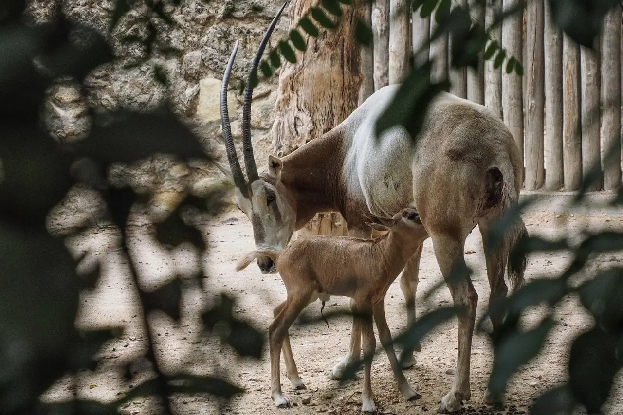 Nasceu uma cria de Órix-de-cimitarra no Zoo de Lisboa