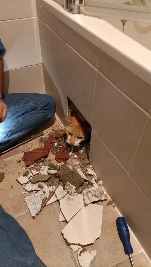 Dona obrigada a destruir obras em casa após gato ficar preso dentro da parede
