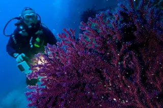 Um "incêndio debaixo de água": os corais do Mediterrâneo estão a ser dizimados pelo calor