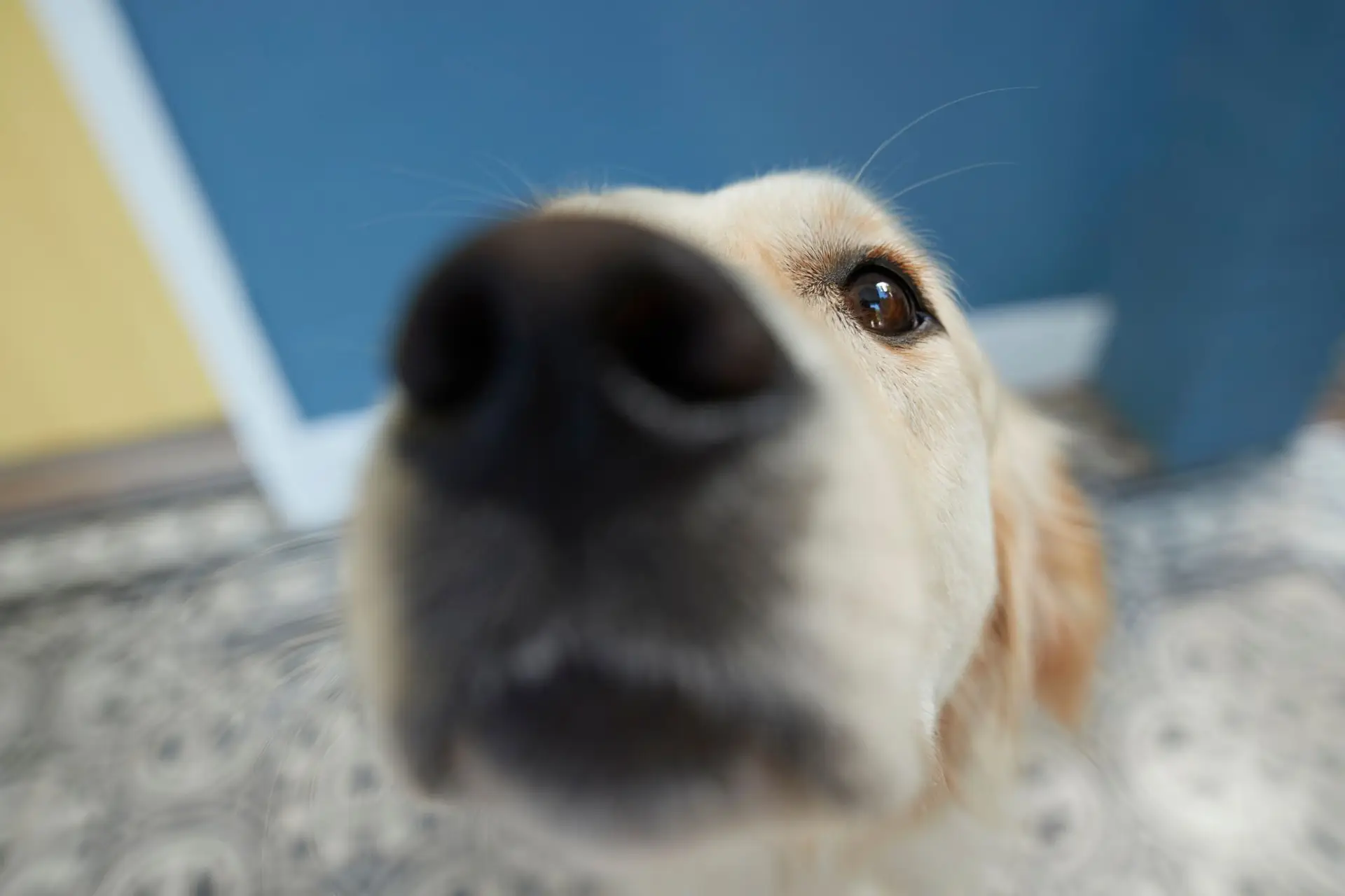Cão