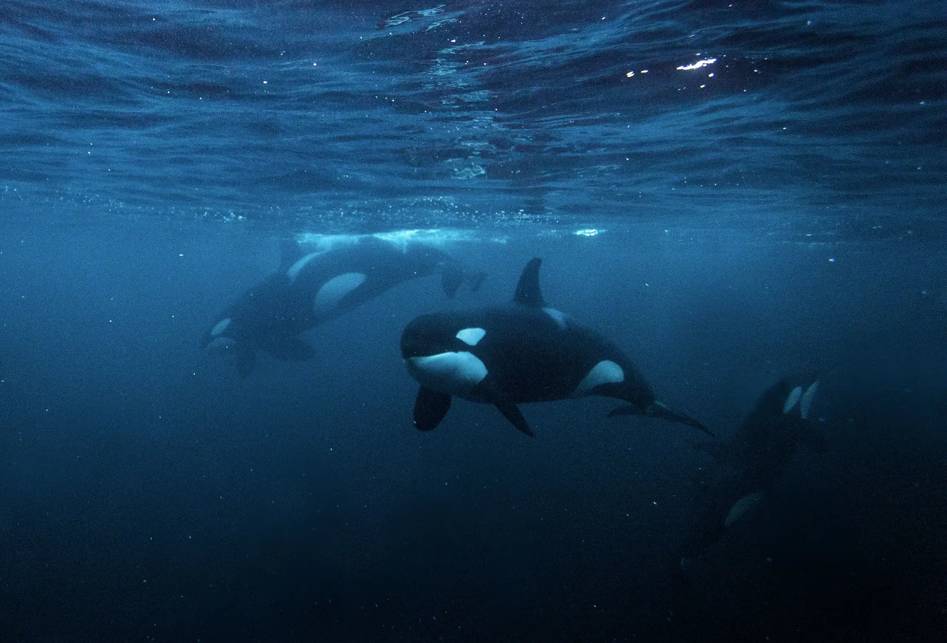 Orcas usam o nariz para produzir os sons mais altos do reino animal