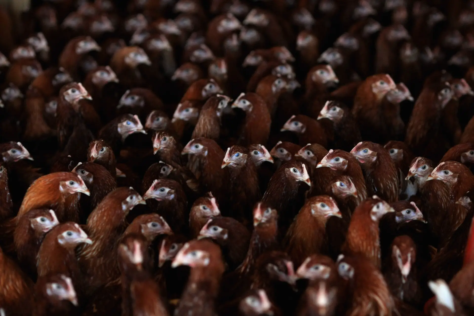 Galinhas num aviário